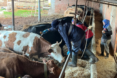 Şarköy’de Büyükbaş Hayvanlara Yönelik Aşılama Çalışmaları Başladı