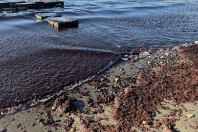 Tekirdağ'da Poyraz Nedeniyle Sahilin Bir Kısmında Kırmızı Yosun Birikti