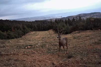 Tekirdağ'da Yaban Hayatı Fotokapanlarla Görüntülendi