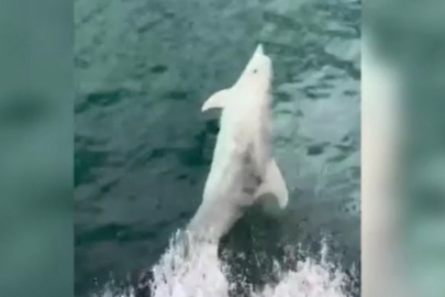 Tekirdağ'da Yunusun Tekneye Eşlik Etmesi Cep Telefonu Kamerasına Yansıdı