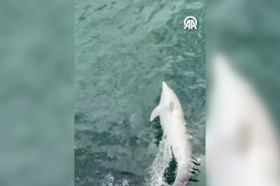 Tekirdağ'da Yunusun Tekneye Eşlik Etmesi Cep Telefonu Kamerasına Yansıdı