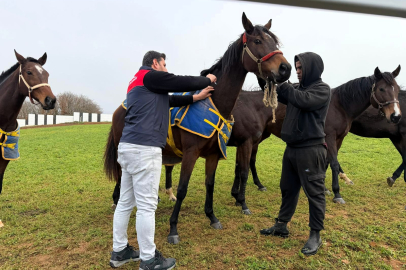 Vize’de Safkan Atlara Yönelik Aşılama ve Kontrol Çalışmaları Sürüyor