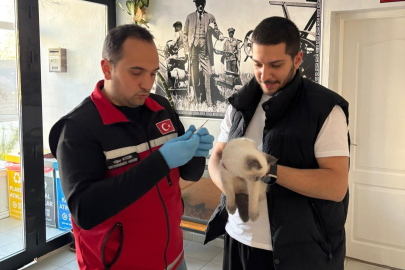 Kedi ve Köpekler İçin Mikroçip Uygulamasında Son Gün