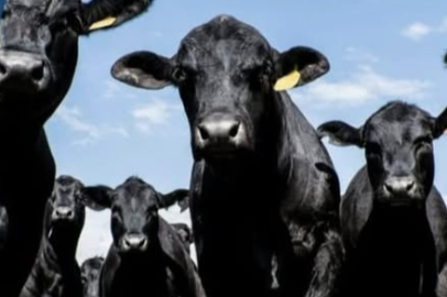 2026 Yılı Besilik Hayvan İthalatı Başvuruları Başlıyor