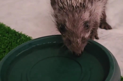 Çanakkale'de Tedavisi Tamamlanan Kirpi Doğaya Salındı