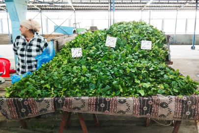 Dar Gelirlinin Yemeği: “Ispanak”