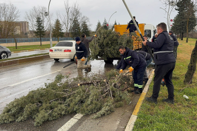 Edirne’de Devrilen Ağaç Kaldırıldı