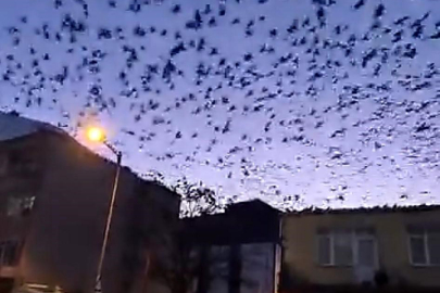 Tekirdağ'da Gökyüzünü Kaplayan Kuşlar Görsel Şölen Oluşturdu