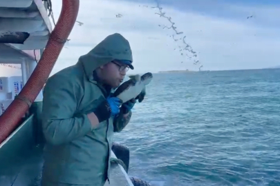 Çanakkale'de Balıkçılar Ağlarına Takılan Caretta Carettayı Kurtardılar