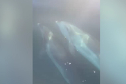 Tekirdağ'da Tekneye Eşlik Eden Yunuslar Kamerada