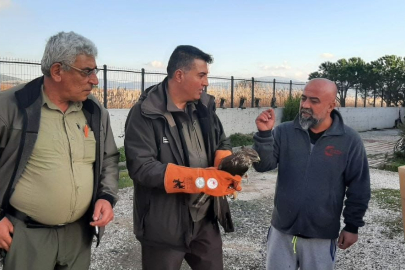 Çanakkale'de Yaralı Şahin Koruma Altına Alındı