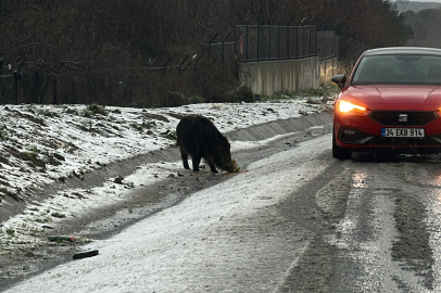 İstanbul’da Yaban Domuzu Yol Kenarına İndi