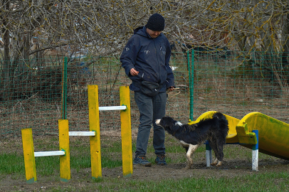 Kangal ve Akbaştan Sonra Çobanlara Hareketli ve Heyecanlı Yeni Bir Yardımcı Geliyor