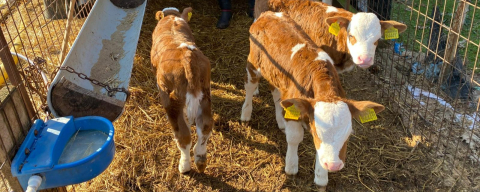 Edirne’nin Orhaniye Köyü’nde Üçüz Buzağı Sevinci