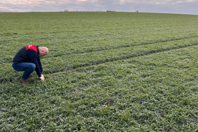 Babaeski’de Kanola ve Buğday Ekili Alanlarda Kontroller Yapıldı