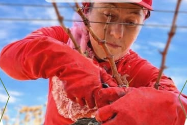 Meyve Ağaçlarında Budama ve Terbiye Kursu Başlıyor