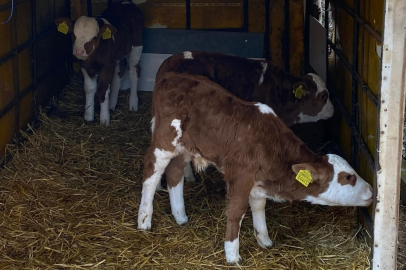 Üçüz Buzağılara Altınlı Tebrik