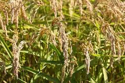 Belgin İba: "Edirne’de Çeltik Alım Fiyatları Açıklandı"