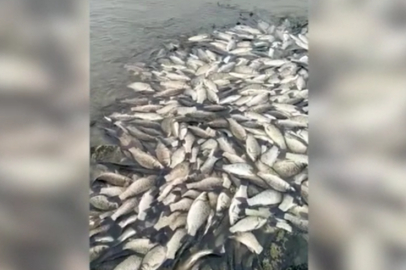 Tekirdağ'da Su Seviyesi Düşen Göletteki Balıklar Öldü