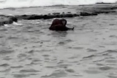 Tekirdağ'da Nesli Tehlike Altındaki Su Samuru Görüntülendi