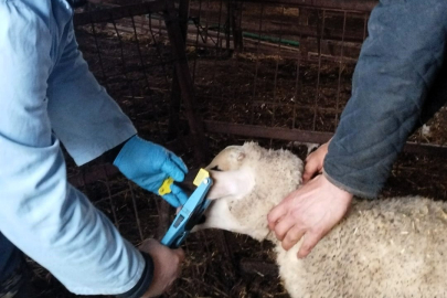 Kırklareli’nde Damızlık Kuzulara Aşılama ve Küpeleme Çalışması