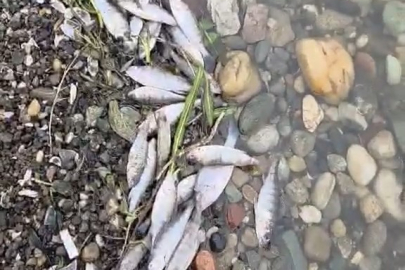 Tekirdağ Malkara’da Barajda Balık Ölümleri Tedirgin Etti