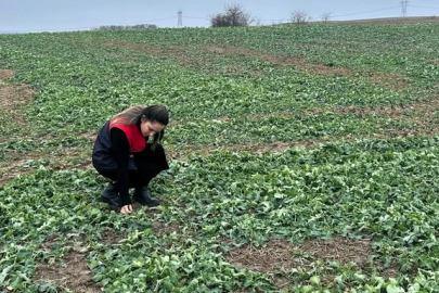 Pehlivanköy’de Kanola Ekili Alanlarda Fenolojik Gözlem Yapıldı