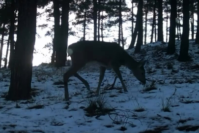 Tekirdağ’da Ganos Dağı’nda Yaban Hayatı Fotokapana Yansıdı
