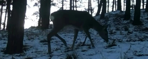 Tekirdağ’da Ganos Dağı’nda Yaban Hayatı Fotokapana Yansıdı
