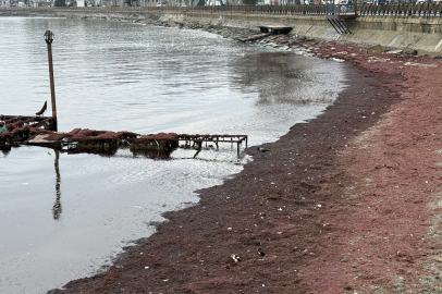 Tekirdağ'da Lodos Nedeniyle Sahilin Bir Kısmı Kırmızı Yosunla Kaplandı