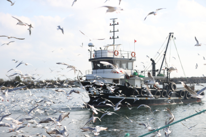 İğneada'da Martılar Balıkçı Teknelerinin Peşini Bırakmıyor