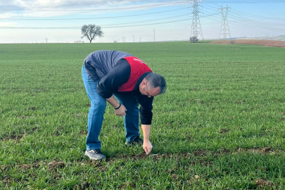 Lüleburgaz’da Buğday ve Kanola Alanlarında Fenolojik Gözlemler Sürüyor