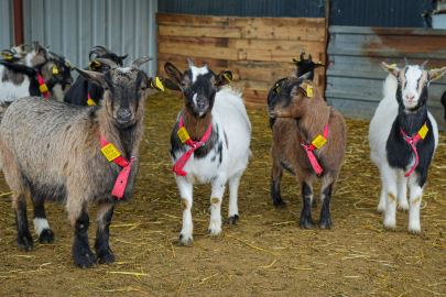 Evcil Hayvanlara Yeni Alternatif: Kedi Köpeğin Yerini ‘Cüce Keçi’ Alabilir