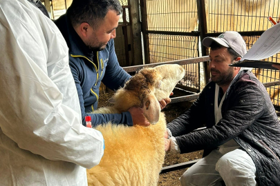 Kayalı Köyü’nde Küçükbaş İşletmesinde Arilik Çalışması