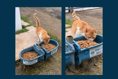 Muratlı Belediyesi’nden Sokak Hayvanları İçin Besleme Noktası Çalışması