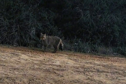 Ganos Dağları'nda Yaban Kedisi Görüldü