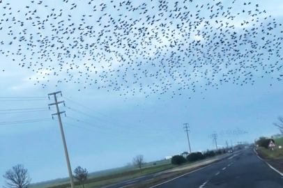 Sığırcıkların Erken Bahar Provası