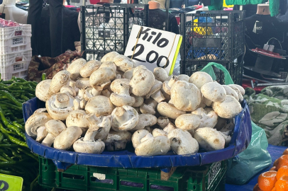 Mantarın Fiyatı Ateş Pahası