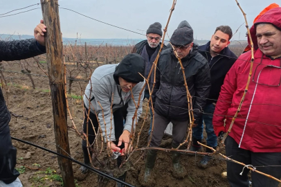 Tekirdağ'da "Bağlarda Kış Budaması" Eğitimi Düzenlendi