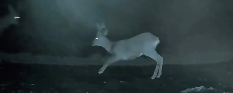 Ganos'ta Doğanın Neşesi Karacalar Görüntülendi