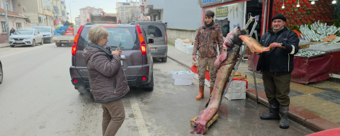 Taşkın Dev Balığı Kıyıya Attı: 102 Kilo, 2.40 Metre