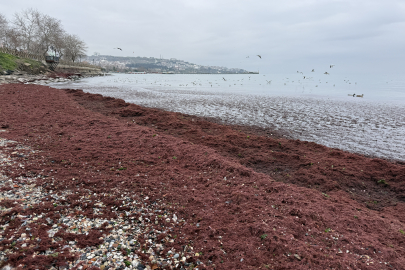 Tekirdağ'da Poyraz Nedeniyle Sahilin Bir Kısmı Kırmızı Yosunla Kaplandı