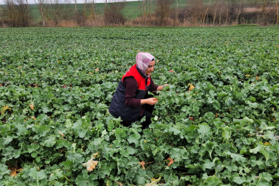 Babaeski’de Kanola Tarlalarında Teknik Kontrol Yapıldı