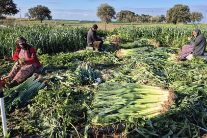 Çanakkale’de Kışlık Sebzelerde Hastalık, Zararlı ve Yabancı Ot Sürveyleri Gerçekleştirildi