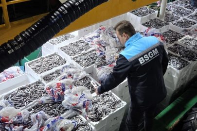 İğneada ve Kıyıköy’de Hamsi Kotası Denetimi