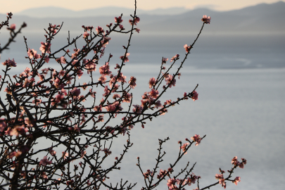 Tekirdağ'da Badem Ağaçları Çiçek Açtı
