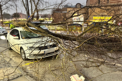 Bir Ağaç da Kıyık'ta Devrildi