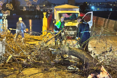 Tarihi Köprünün Yanındaki Ağaç da Devrildi