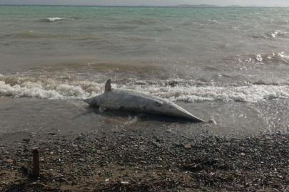 Ayvacık Sahiline Ölü Yunus Balığı Vurdu