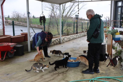 Doktor Önerisiyle Başlayan Kedi Sevgisi 40 Kedilik Yuvaya Dönüştü